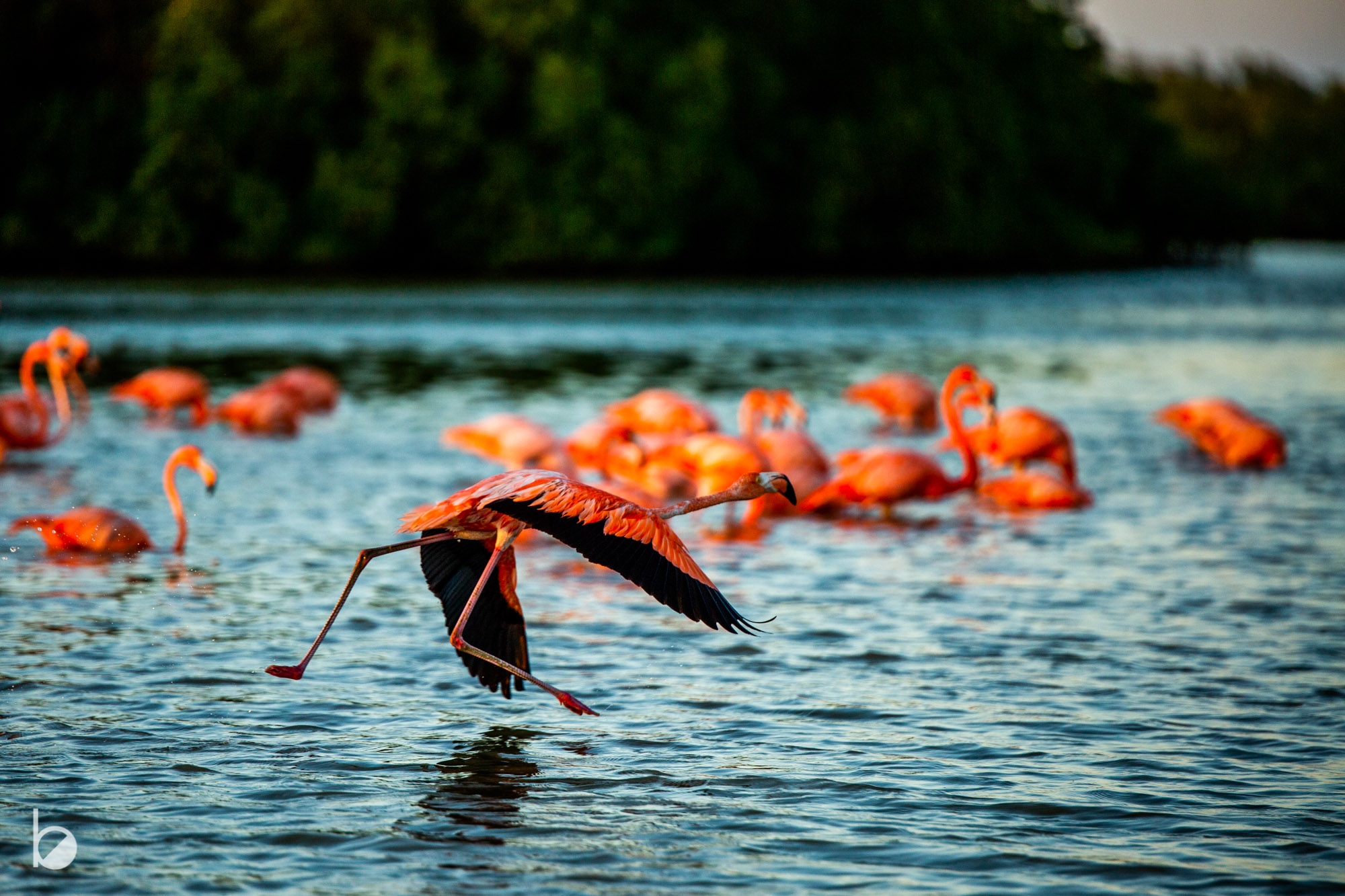 La ruta del Flamingo 🇲🇽